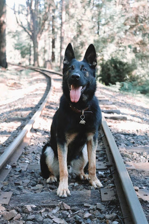 Native Wolf Pet Tags KYRO