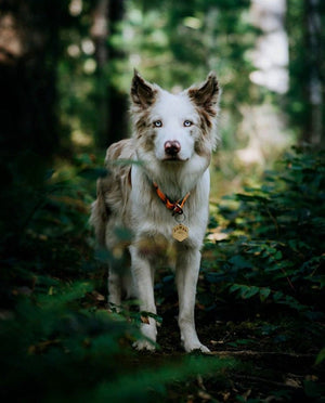 Native Wolf Pet Tags LUNA
