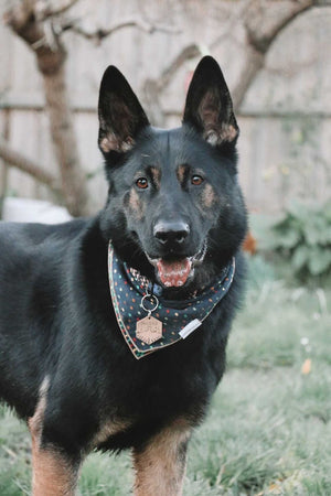 Native Wolf Pet Tags MAVERICK